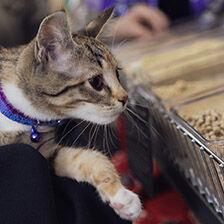 cat sniffing litter